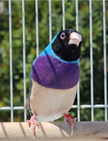 Gouldian Finches / Blue