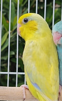 Parrotlet