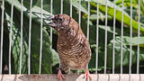 Cherry Plum‑Headed Finch / Melanistic