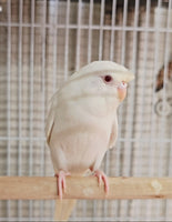 Parakeet