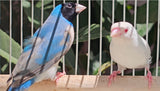 Gouldian Finches / Blue x Albino Pair