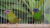 Blue Face Parrot Finch / Normal x Cinnamon Pair