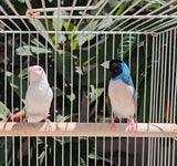 Gouldian Finches / Blue x Albino Pair