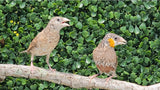 Cut Throat Finches / Orange