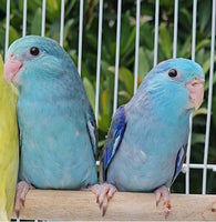 Parrotlet