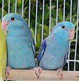 Parrotlet