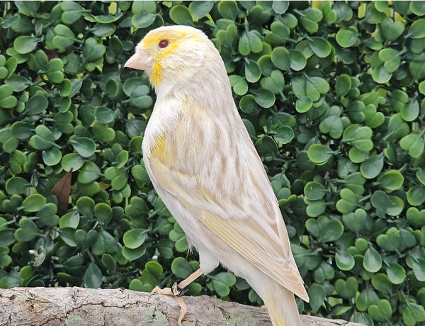 Yellow Mosaic Canary Isabel
