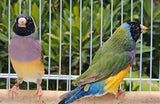 Gouldian Finches / European