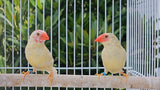 Star Finches / Red Face Yellow Body