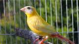 Blue Face Parrot Finch / Yellow male x Cinnamon split yellow hen