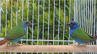 Forbes Parrot Finches