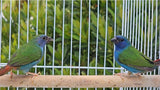 Forbes Parrot Finches