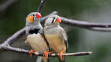 Zebra Finches pair captive bred USA