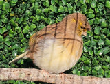 Captive bred Gloster Canary Paradise Aviary Exotics