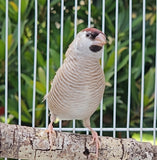 Cherry / Plum-headed finches Fawn