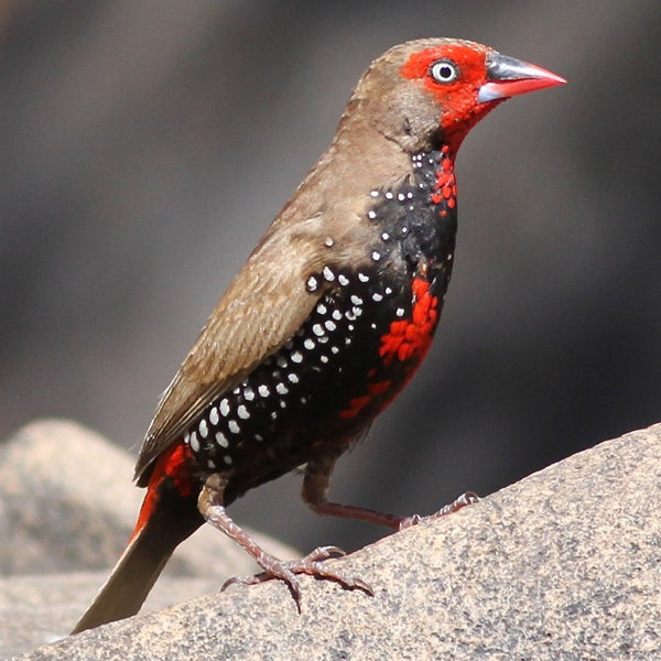 Painted Finch