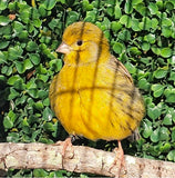 Fife Canary