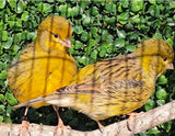Fife Canary
