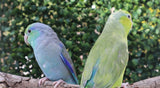 Parrotlet Pairs
