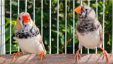 Zebra Finches