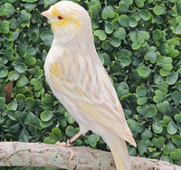 Yellow Mosaic Canary Isabel