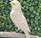 Yellow Mosaic Canary Isabel