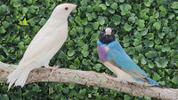 Gouldian Finches / Blue x White Pair