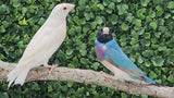 Gouldian Finches / Blue x White Pair
