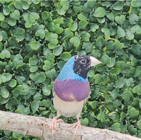 Gouldian Finches / Blue x White Pair