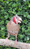 Cut Throat Finches