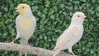 Yellow Mosaic Canary Isabel