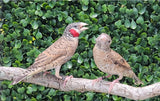 Cut Throat Finches