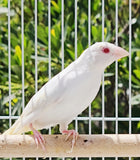 Gouldian Finches / Albino