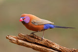 Violet Eared Waxbill