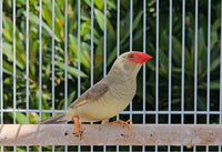 Star Finch / Pied