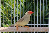 Star Finch / Pied