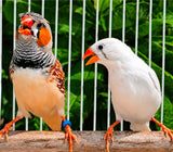 Zebra Finches