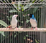 Gouldian Finches / Blue x Albino Pair
