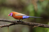 Violet Eared Waxbill