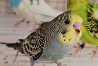 Parakeet – Hagoromo – Helicopter