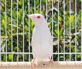 Gouldian Finches / Albino