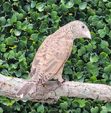 Cut Throat Finches