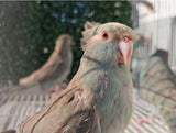 New Zealand kakariki parrot Paradise Aviary Exotics