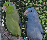 Parrotlet Pairs