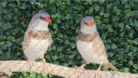 Diamond Firetail Finches / Fawn