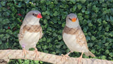 Diamond Firetail Finches / Fawn