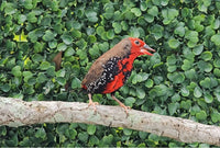 Painted Finch