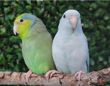 Parrotlet Pairs