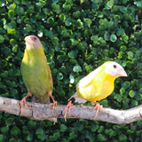 Blue Face Parrot Finch / Yellow male x Cinnamon split yellow hen