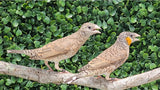 Cut Throat Finches / Orange
